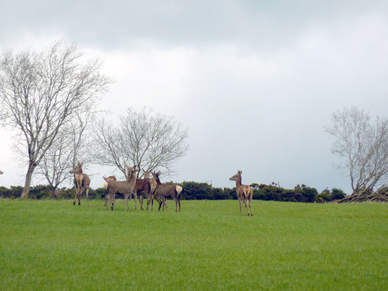 See wildlife on your doorstep at Cullintra House including a herd of wild deer